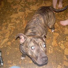 Amerikansk staffordshire terrier Lucy