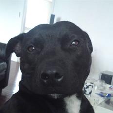 Staffordshire bull terrier Quila