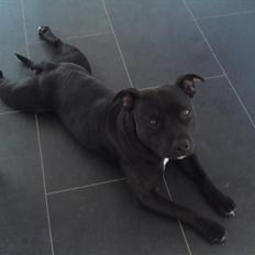 Staffordshire bull terrier Quila