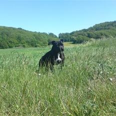Staffordshire bull terrier Quila