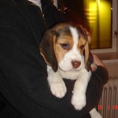Beagle Kosmo