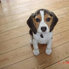 Beagle Kosmo