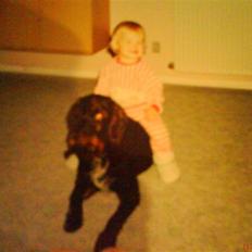 Ruhåret hønsehund mikki *DØD*