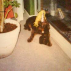 Ruhåret hønsehund mikki *DØD*