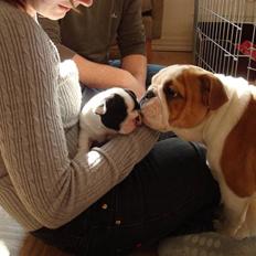 Fransk bulldog Ronja (Bellis) *død*