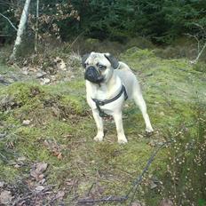 Mops Alfred *RIP* 26-3-2008 --