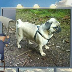 Mops Alfred *RIP* 26-3-2008 --