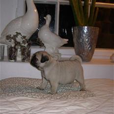 Mops Alfred *RIP* 26-3-2008 --