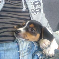 Dansk svensk gaardhund Oliver