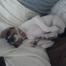 Dansk svensk gaardhund Oliver