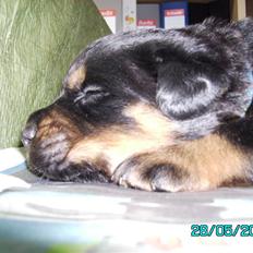 Rottweiler Mozart