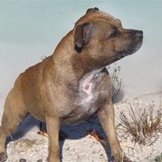 Staffordshire bull terrier Chang