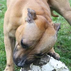 Staffordshire bull terrier Chang