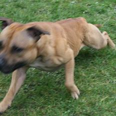 Staffordshire bull terrier Chang