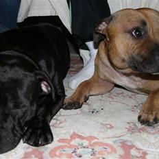 Staffordshire bull terrier Gucci