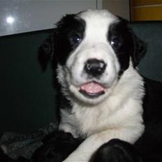 Border collie Melvin