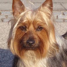 Australian silky terrier BombixMoren Akvamariiini (Himmelhund)