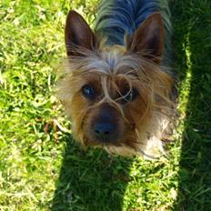 Australian silky terrier BombixMoren Akvamariiini (Himmelhund)