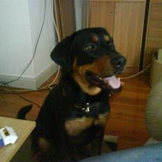 Blanding af racer bamse