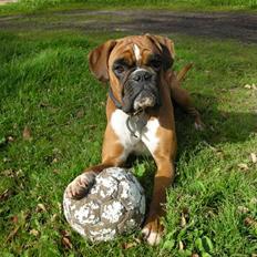 Boxer Assie