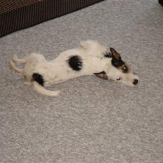 Jack russell terrier Tikka