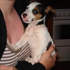 Jack russell terrier Tikka