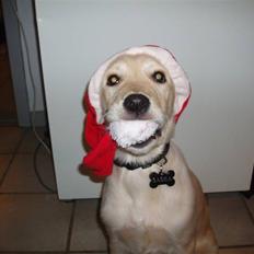 Blanding af racer Sasha