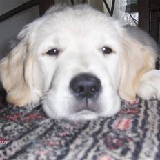 Golden retriever Manse.