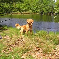 Nova scotia duck tolling retriever frida