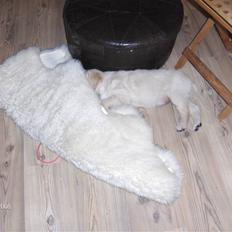 Golden retriever Manse.