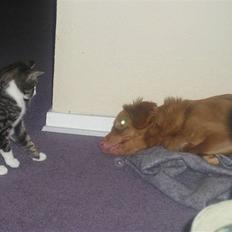 Nova scotia duck tolling retriever frida