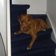 Nova scotia duck tolling retriever frida