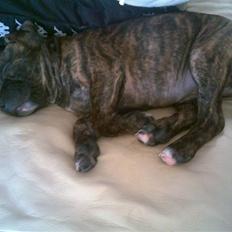 Staffordshire bull terrier taz