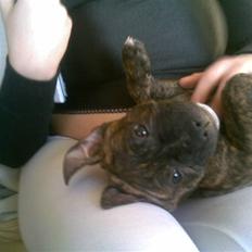 Staffordshire bull terrier taz