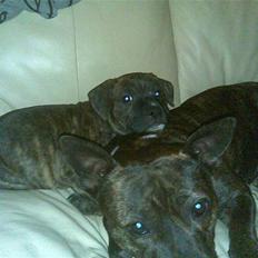 Staffordshire bull terrier taz