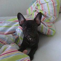 Fransk bulldog Herkules