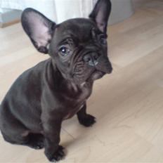 Fransk bulldog Herkules