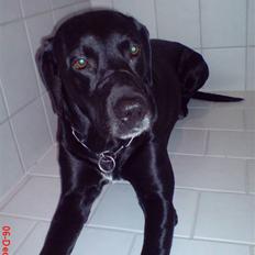 Labrador retriever Mickey