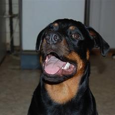 Rottweiler Qato R.I.P
