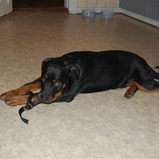 Rottweiler Qato R.I.P