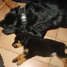 Rottweiler Qato R.I.P