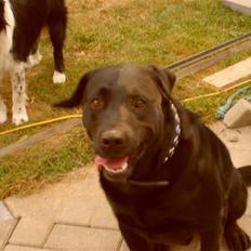 Blanding af racer Ozzy R.I.P 26-4-12