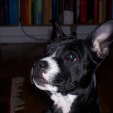 Blanding af racer ALBA