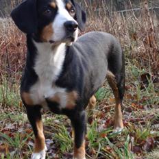 Entlebucher sennenhund Hannah