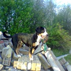 Entlebucher sennenhund Hannah