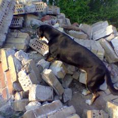 Entlebucher sennenhund Hannah