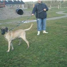 Grand danois Ringo star udine