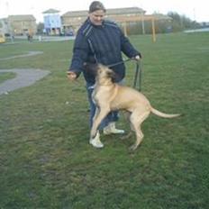 Grand danois Ringo star udine