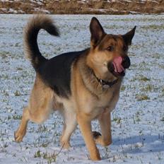 Schæferhund Bjørndahl Mester HIMMELHUND