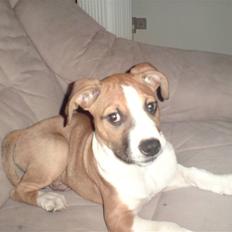 Amerikansk staffordshire terrier Mika